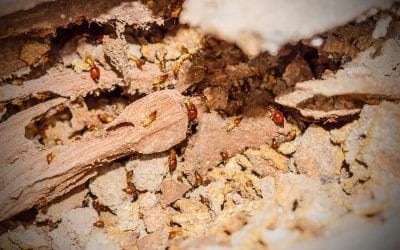 4 Easy Ways to Keep Termites Out of Your House