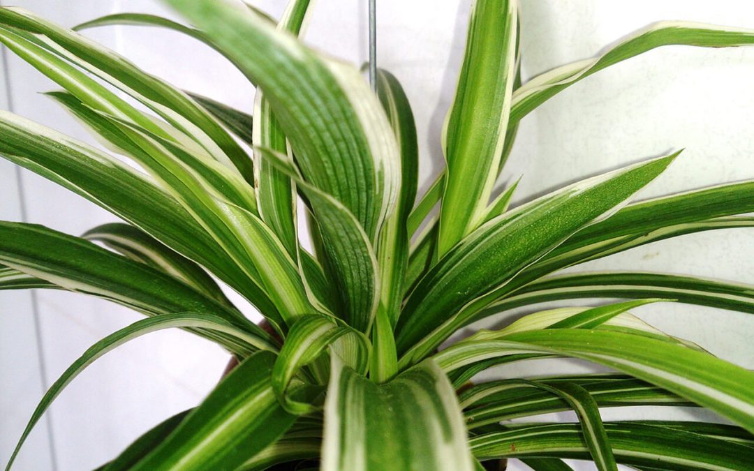 Low-Maintenance Houseplants to Improve Your Green Thumb